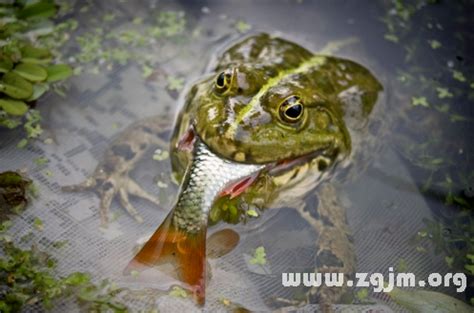 夢見魚吃魚|夢見魚